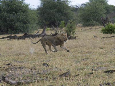 ..naar een van de twee vrouwtjes.