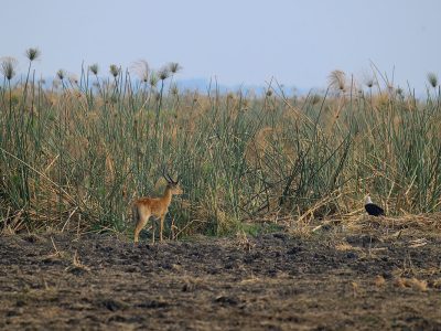papyrus-moeras-busanga-henk-bothof