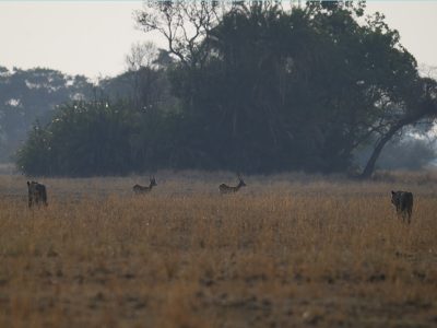 leeuwen-wandelsafari-busanga-kafue-henk-bothof