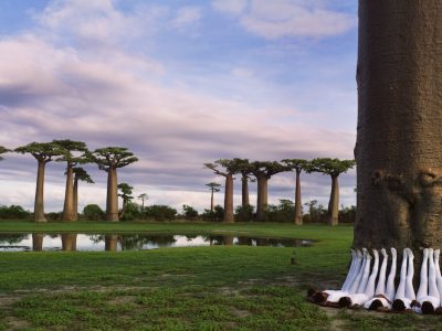 Mothers-of-the-Forest-2012-c-Scarlett-Hooft-Graafland