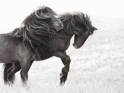 De grazieuze paarden van Sable Island. | Foto's: © Drew Doggett