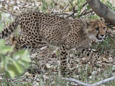 botswana-young-cheetah