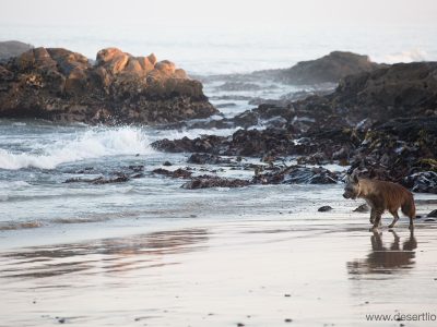 bruine-hyena-skeleton-coast-philip-stander-namibie