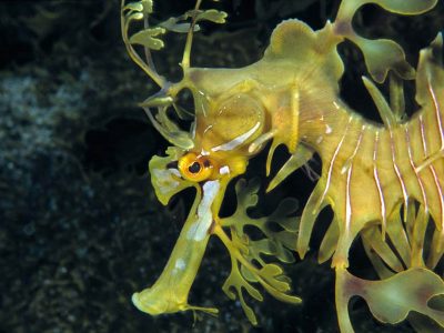 dos-winkel-leafy-sea-dragon-onderwater-fotografie