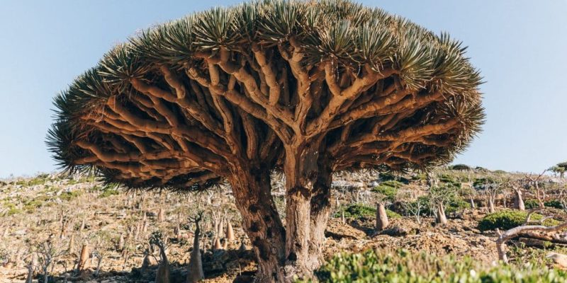dragon tree Socotra