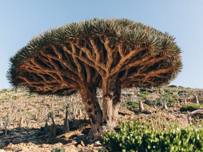 dragon tree Socotra