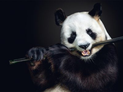 fragile-teneues-pedro-jarque-krebs-panda