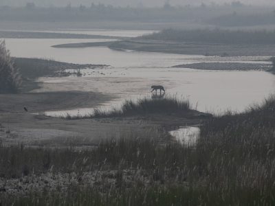 nepal-bardia-tijger-rivier
