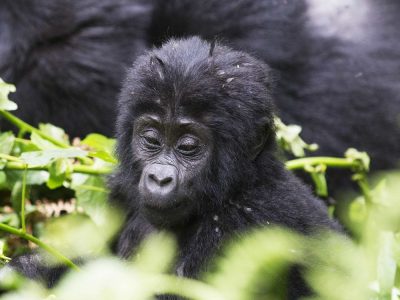 uganda-bwindi-gorilla-baby