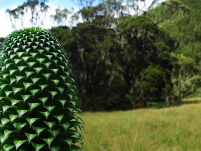 oeganda-rwenzori-giant-lobelia-uitzicht